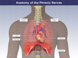 <p>Summerize the <strong>phrenic nerve</strong>.</p>