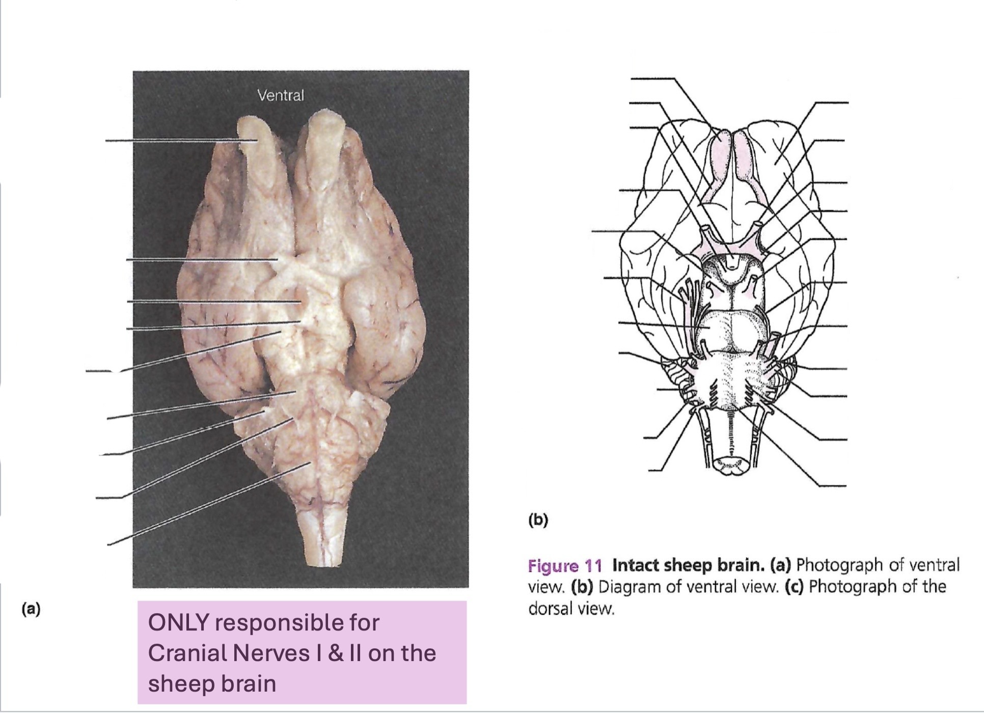 <p><a target="_blank" rel="noopener noreferrer nofollow" class="link" href="https://assets.knowt.com/user-attachments/59aa3a1c-6230-42dc-8615-e5d2eade0c7f.jpg" data-prevent-progress="true">https://assets.knowt.com/user-attachments/59aa3a1c-6230-42dc-8615-e5d2eade0c7f.jpg</a></p>