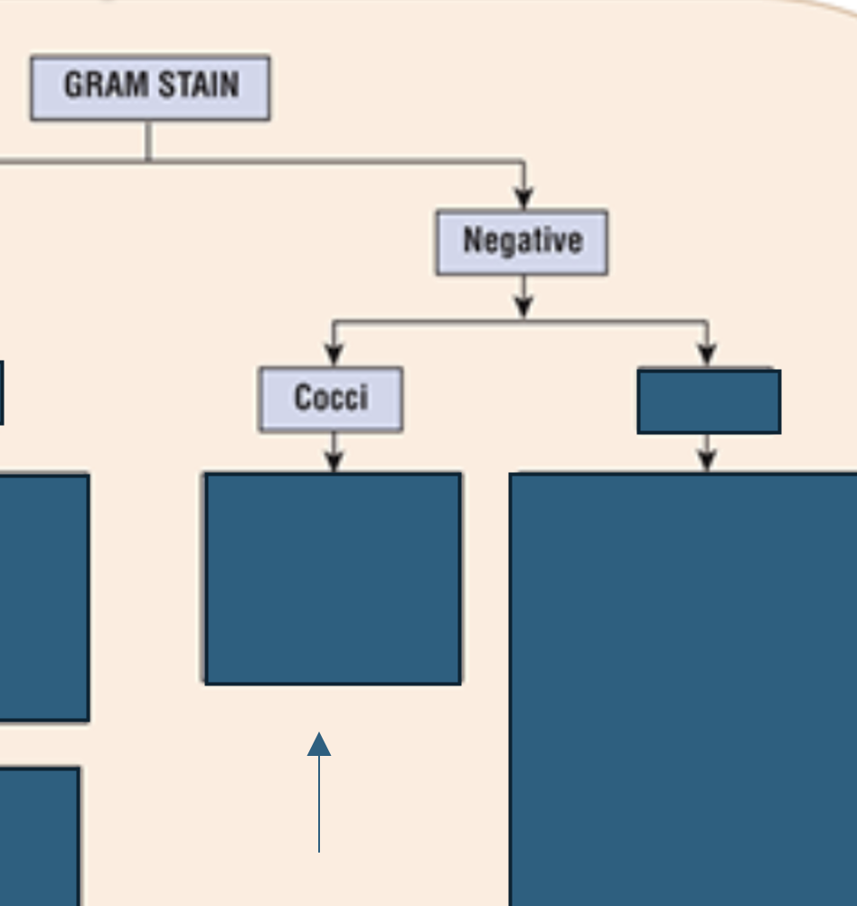 <p>Which gram negative bacteria are cocci?</p>