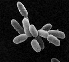 <p>Archaea</p>