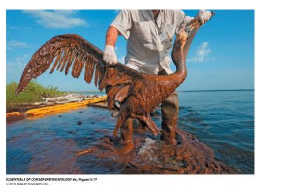 <p>Birds, marine mammals, and many other ocean animals sicken and die when they are covered by crude oil following spills.</p>