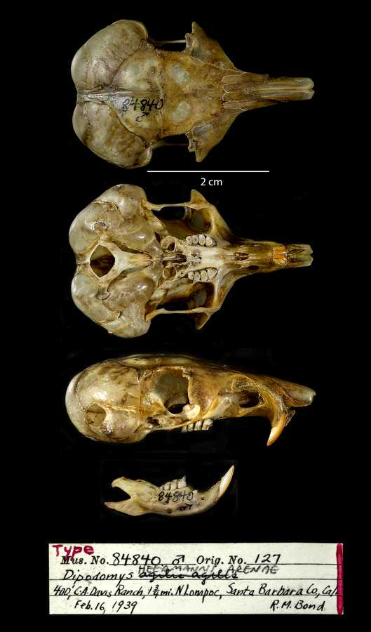 <p>Family Heteromyidae Dipodomys merriami (Merriam’s kangaroo rat)</p>