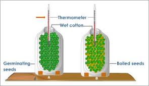 <p>One set of pea seeds boiled so they die and wont respire, the others soaked in water so they start germinating and respiring. Waste product of respiration is heat so the respiring peas will have a higher temperature</p>