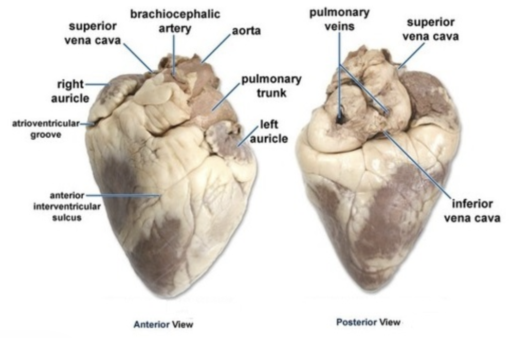 <p>- left auricle</p><p>- right auricle</p><p>- pulmonary trunk</p>