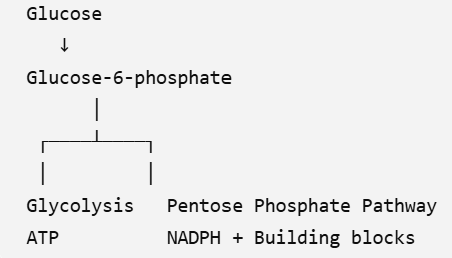 <p>Pentose Phosphate Pathway</p>
