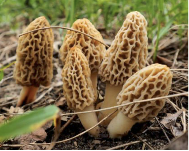 <p>These belong to the ascomycota phylum</p>