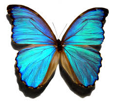 <p>la mariposa</p>