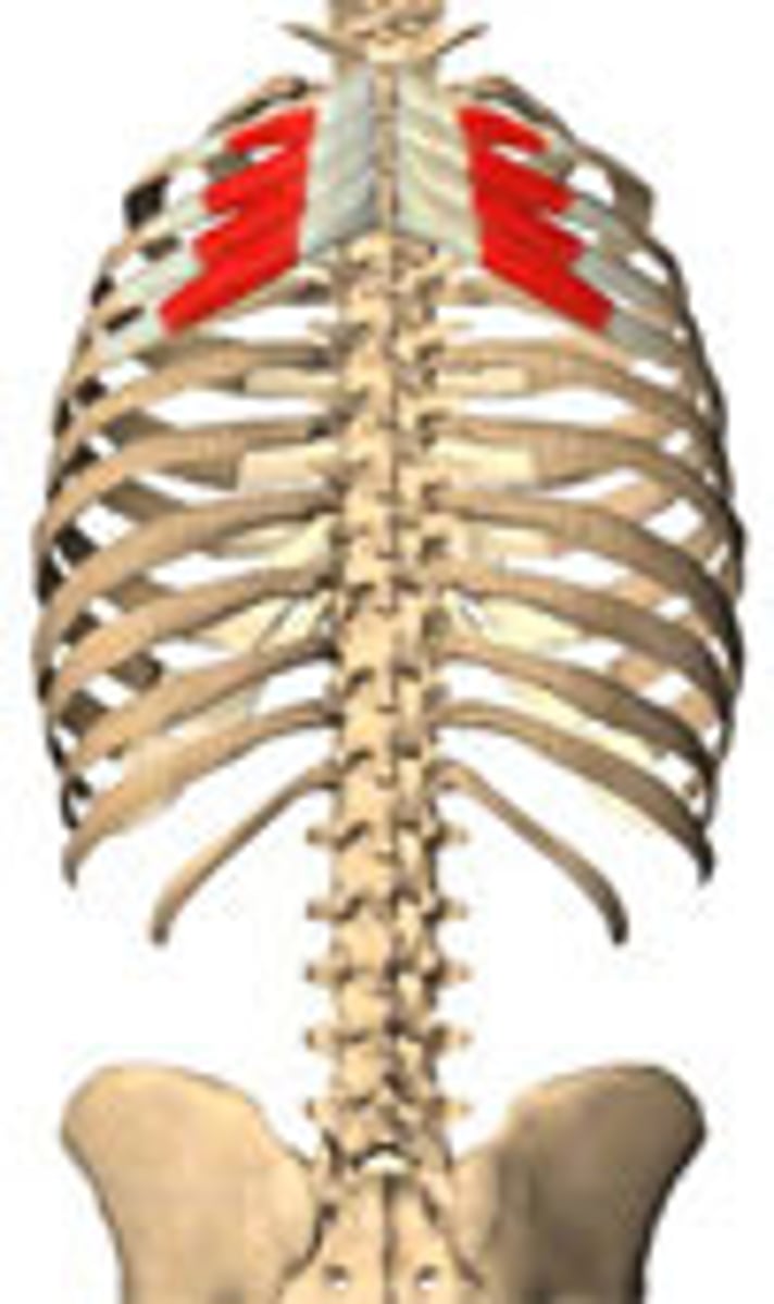 <p>anterior rami of upper thoracic Ns</p>