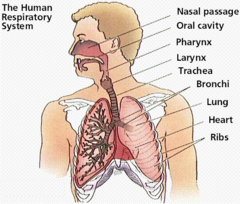 <p>The body system in which oxygen is brought into the body and carbon dioxide is released</p>