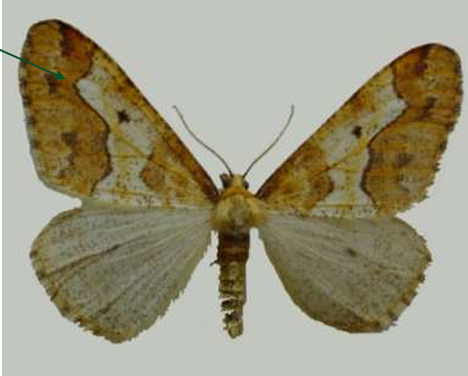 <p>ŘÁD česky latinsky</p><p>čeleď česky latinsky</p><p>druh česky latinsky</p>