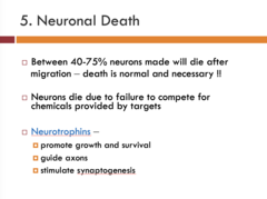 <p>1. Promote growth and survival</p><p>2. Guide axons</p><p>3. Stimulate synaptogenesis</p>
