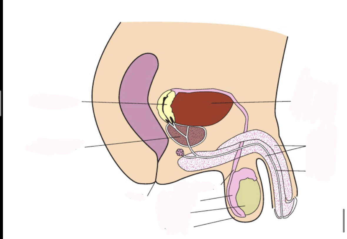 <p>Where is the urinary bladder</p>