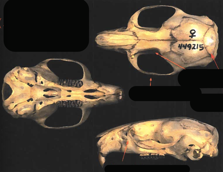 <p>What suborder and family?</p>