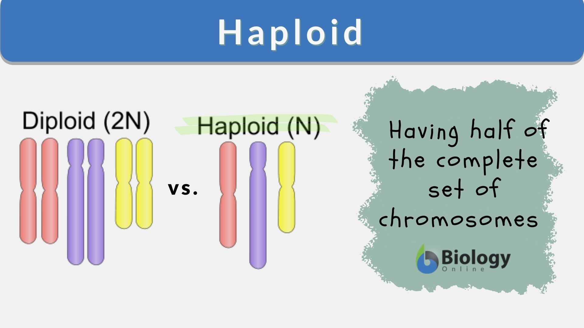 <p>Contains one set of chromosomes, found in sex cells; humans have 23 (n).</p>