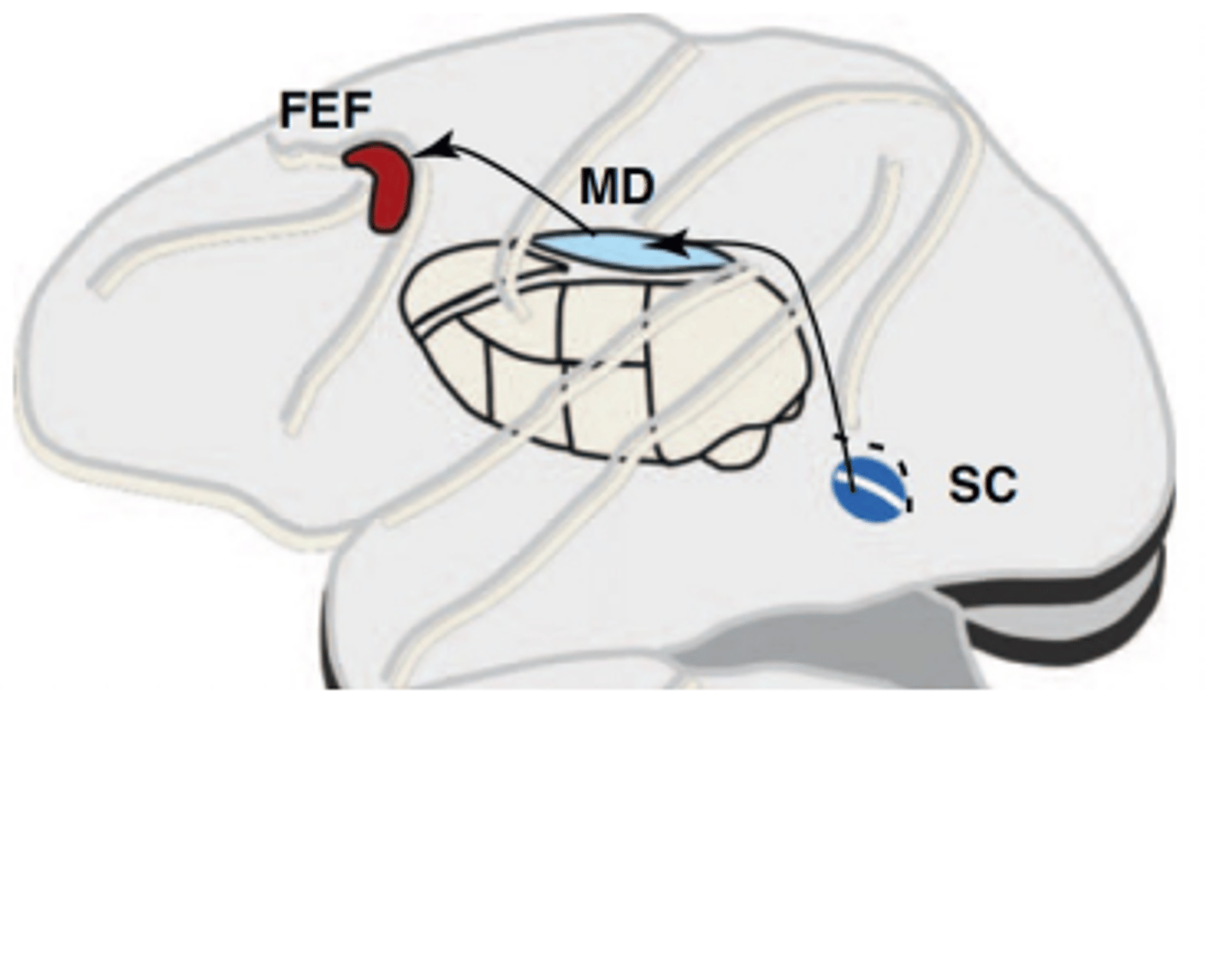 <p>1. Superior Colliculus</p><p>2. Medial Dorsal Nucleus</p><p>3. Frontal Eye Field</p>