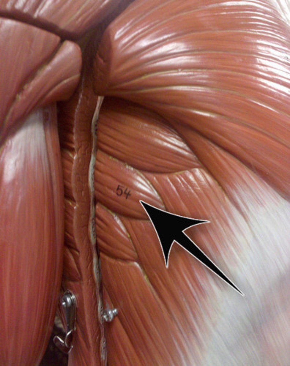 <p>Action - pulls the scapula anteriorly and downward</p>