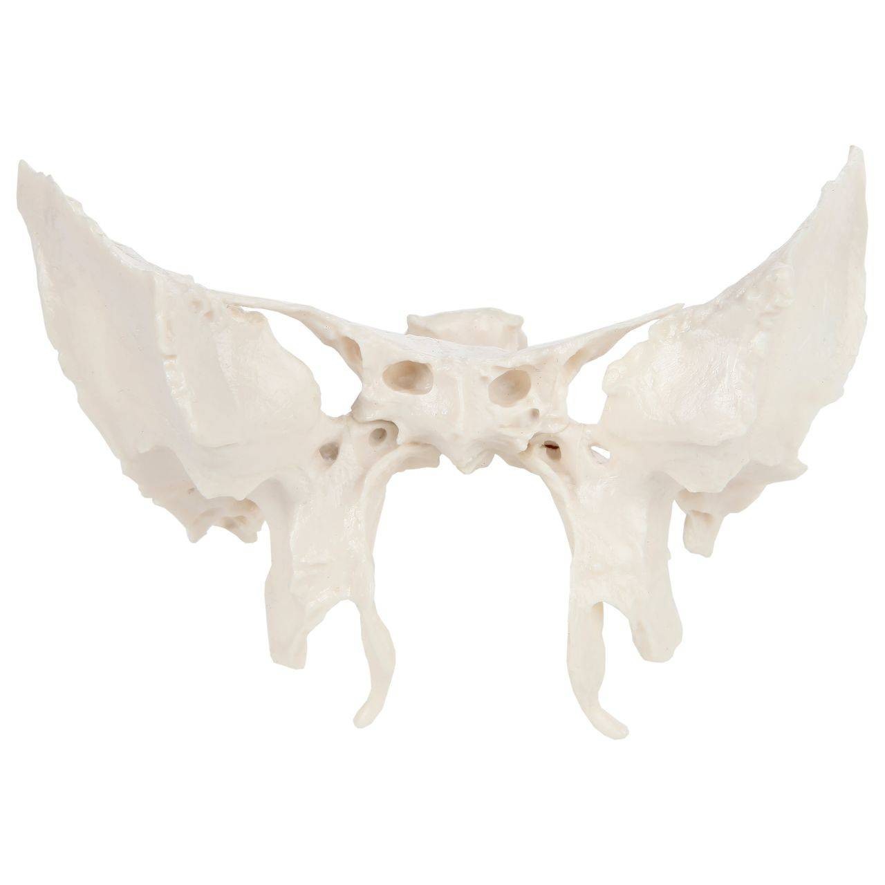 <p>Sphenoid Bone</p>