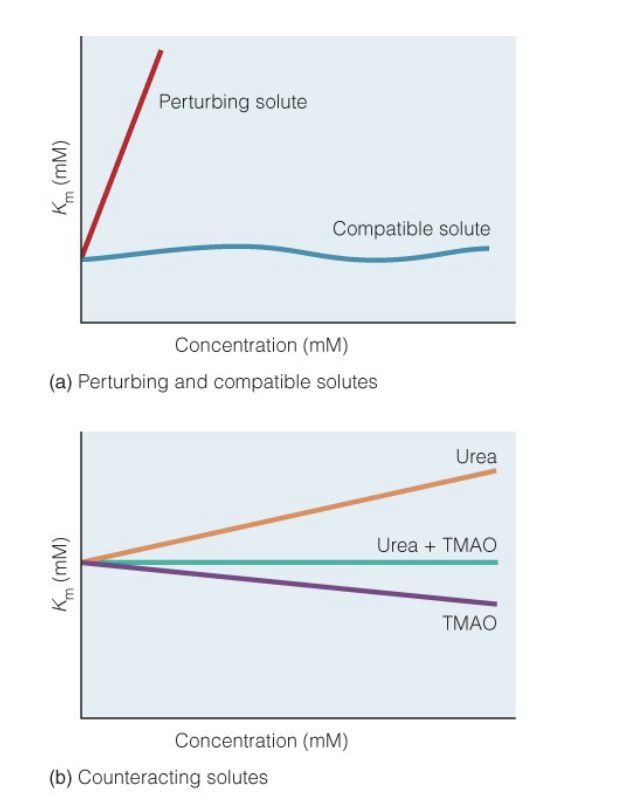 <ul><li><p>perturbing</p><ul><li><p>solute results in large change in protein folding/function</p></li></ul></li><li><p>compatible</p><ul><li><p>solute does not effect protein folding/function</p></li></ul></li><li><p>counteracting</p><ul><li><p>solutes interact with each other and balance each other out or act more like a compatible solute</p></li></ul></li></ul><p></p>