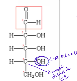 <p>when hydroxyl (OH) group is on the right = D</p><p>when hydroxyl (OH) group is on the right = L</p>