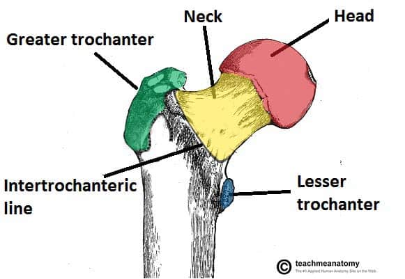<p>What landmark within Femur?</p>