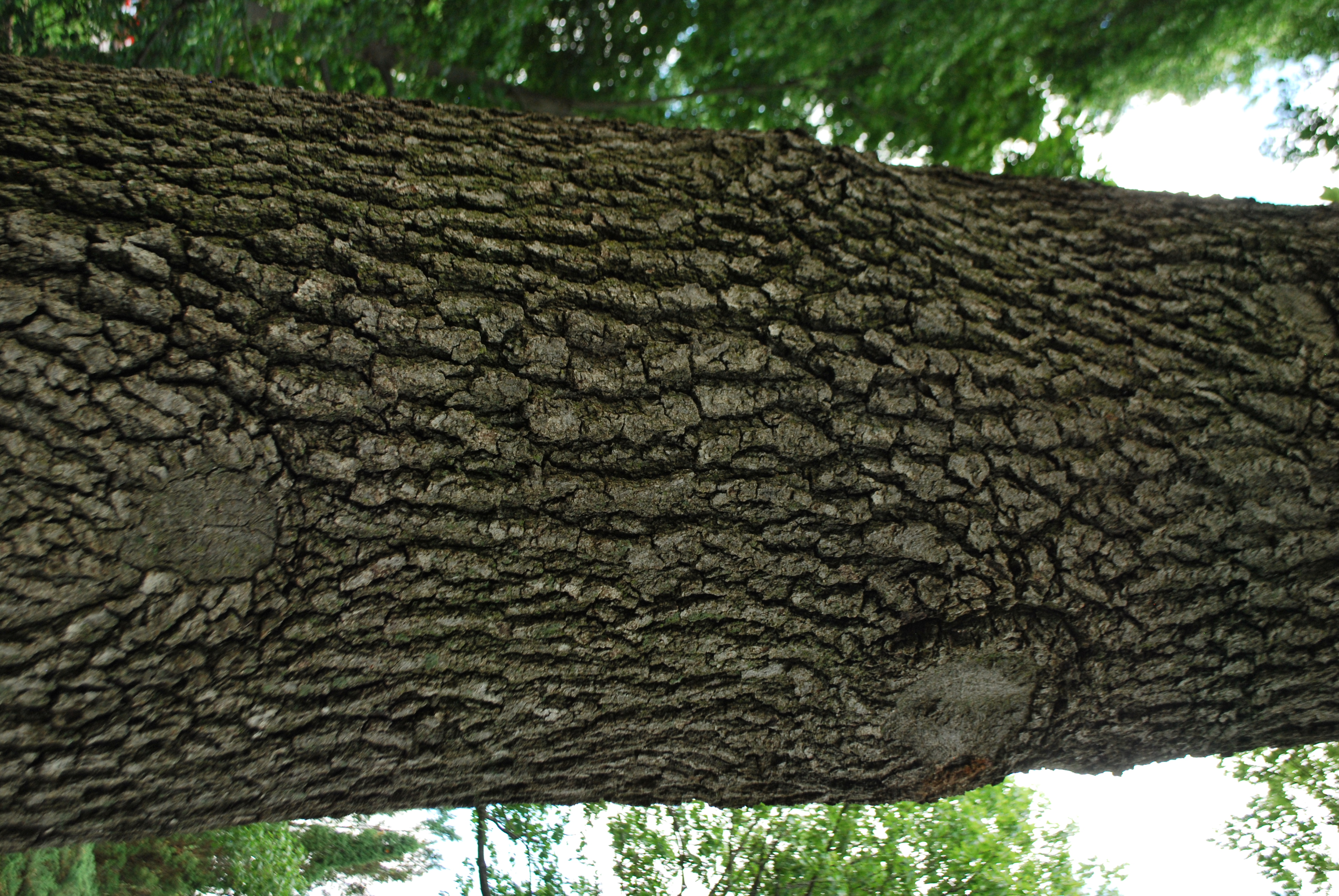 <p>Black oak</p>