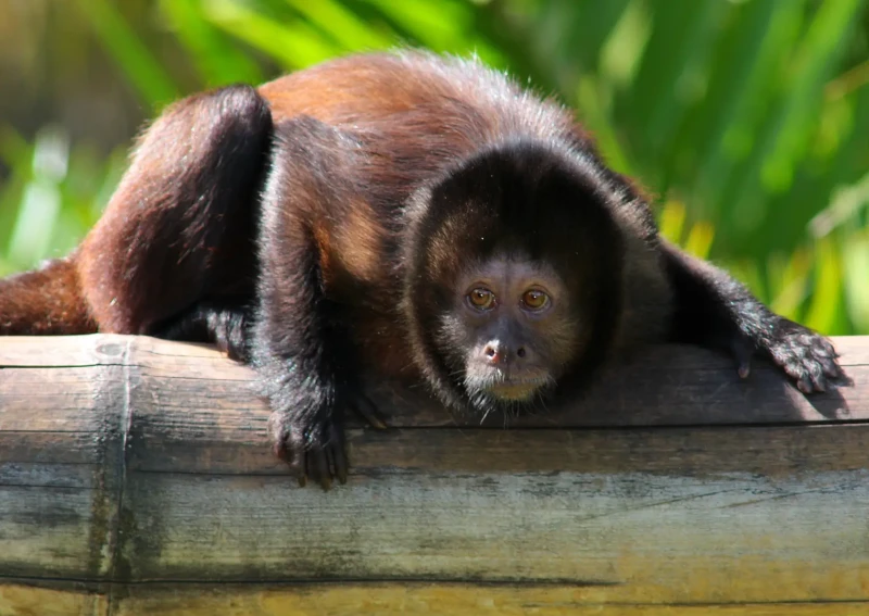 <p>Common Name: Crested Capuchin</p><p>Suborder: Haplorhini</p><p>Order: Primates</p><p>Family: Cebidae </p>