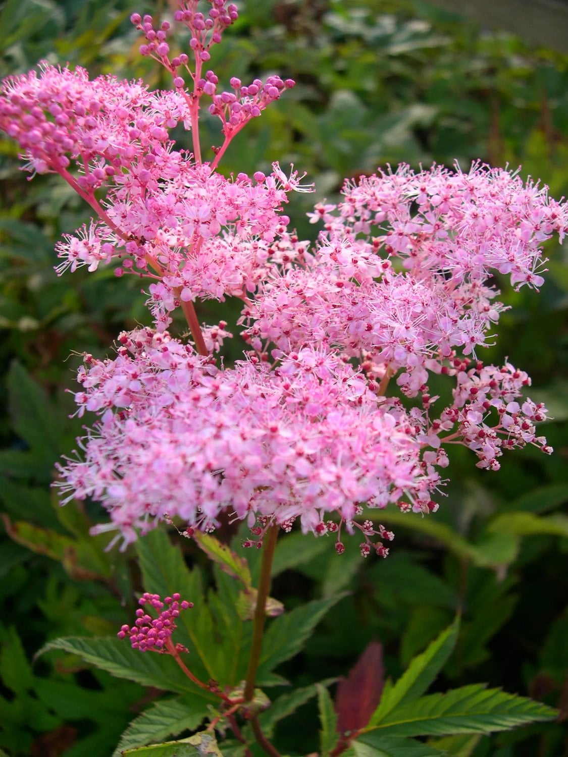<p>Filipendula rubra</p>