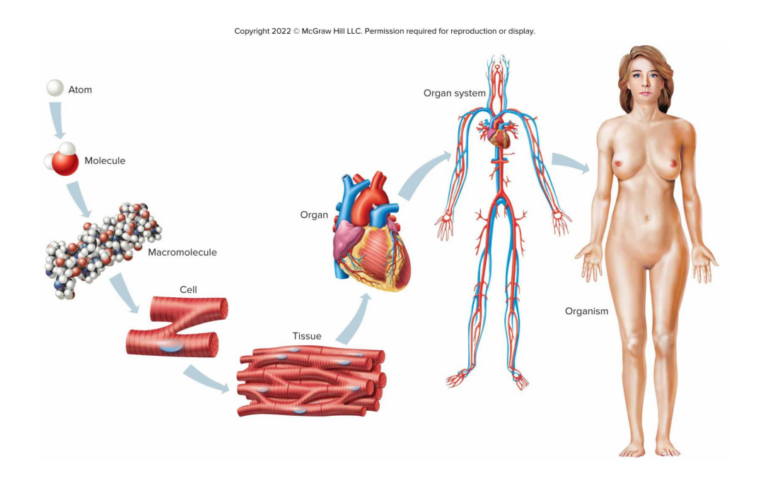 <p>⭐Organ System</p>