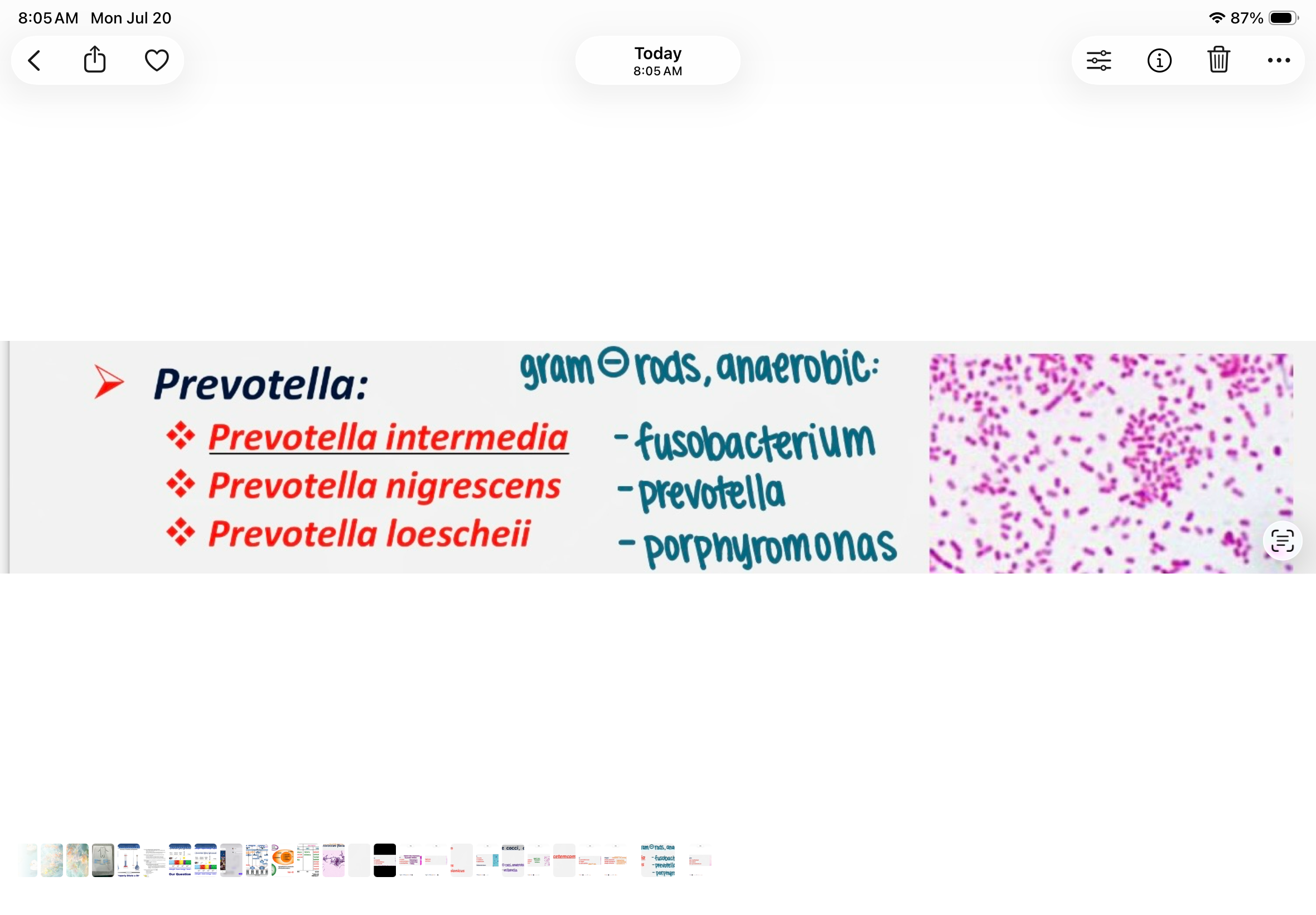 <p>gram negative, rods, anaerobic. Associated with disease</p>