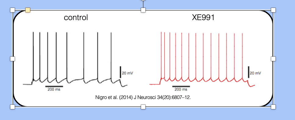 <p><span style="font-family: "Helvetica Light";">XE991 is a drug that blocks KCNQ2/3 channels, which can therefore be used to investigate the role of the M-current in SFA.</span></p><p style="text-align: center;"></p><p style="text-align: center;"><span style="font-family: "Helvetica Light";">&nbsp;- here, we see an adapting neurons before and after application of XE991—the adapting neuron has been converted to a non-adapting neuron.</span></p>