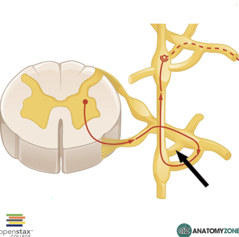 <p>RAMI COMMUNICANTES‘ function SENSORY, MIXED or MOTOR?</p>