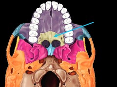 <p>roof of the mouth</p>