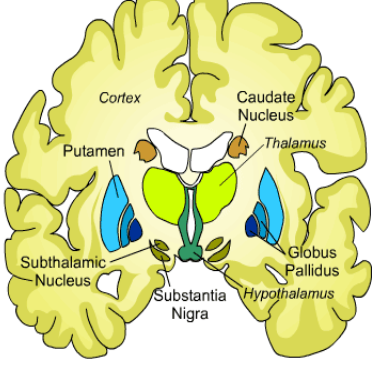 <p>straitum, globus pallidus, subsantia nigra, subthalamic nucleus</p>