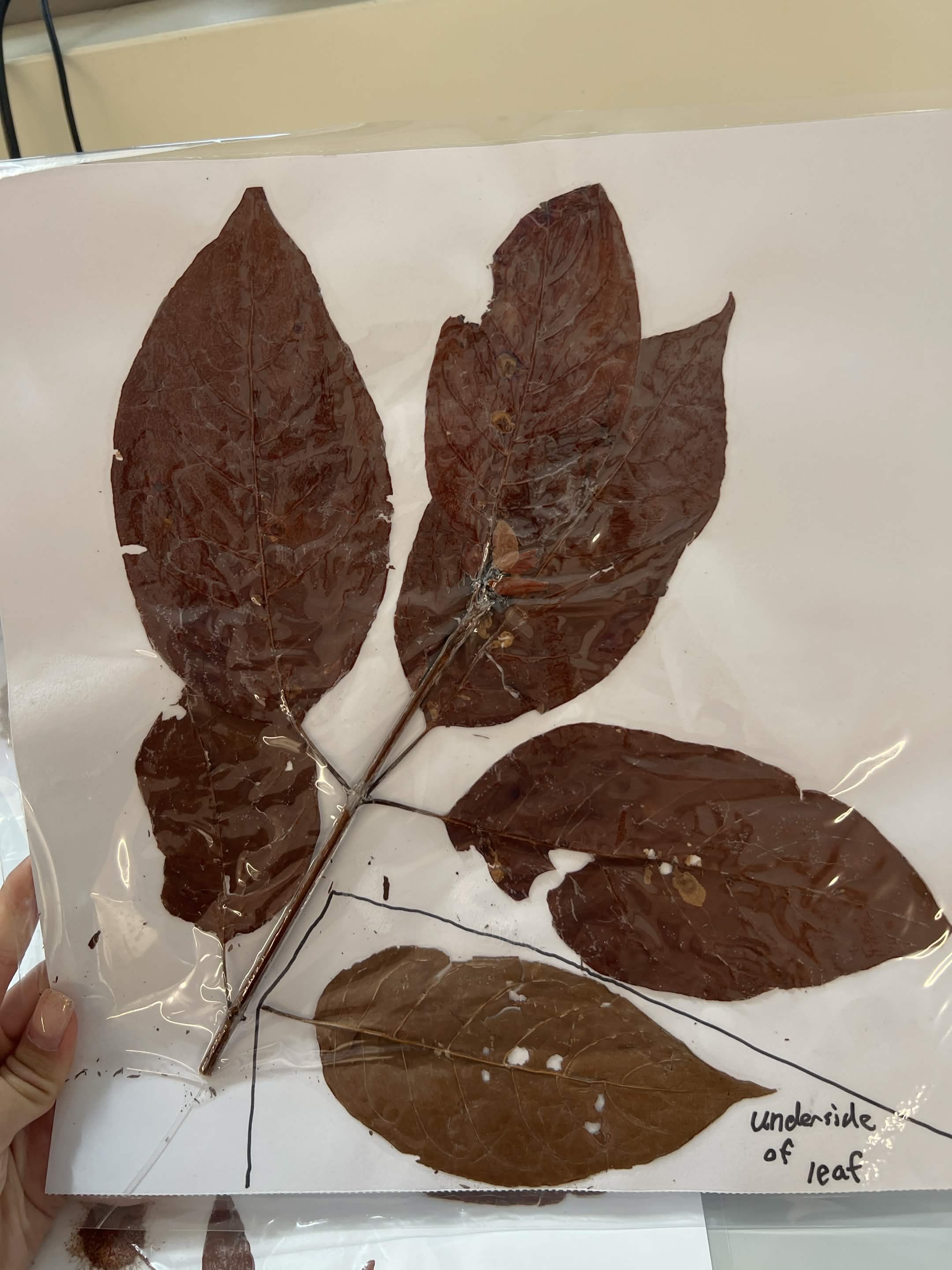 <p>Common name and scientific name?</p>