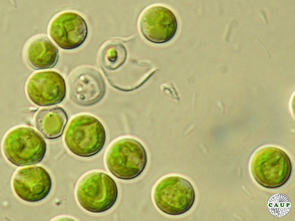 <p>Identify</p>