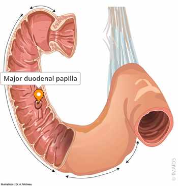 <p>What is the <strong>major duodenal papilla?</strong></p>