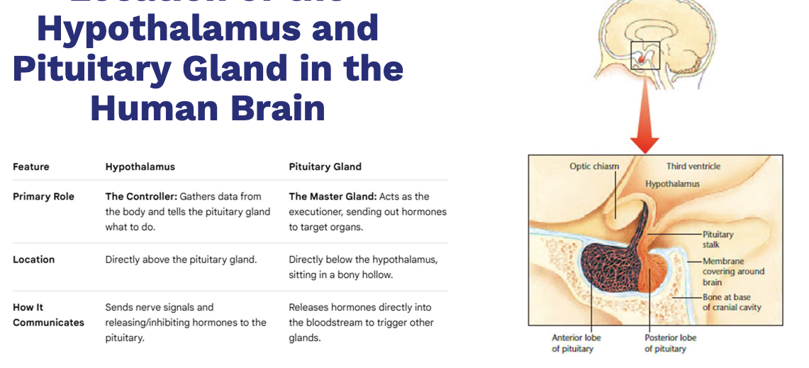 <p>• Attached to the hypothalamus and consists of two distinct glands</p><p>− Anterior pituitary: composed of glandular tissue</p><p> Hypothalamus secretes releasing and inhibiting hormones that control anterior pituitary.</p><p>− Posterior pituitary: composed of neural tissue</p><p> Hypothalamus produces oxytocin and vasopressin, which the posterior pituitary releases in response to neural signal</p>