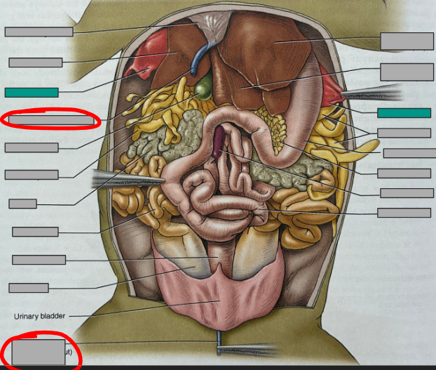 <p>What part of the organism is this?</p>