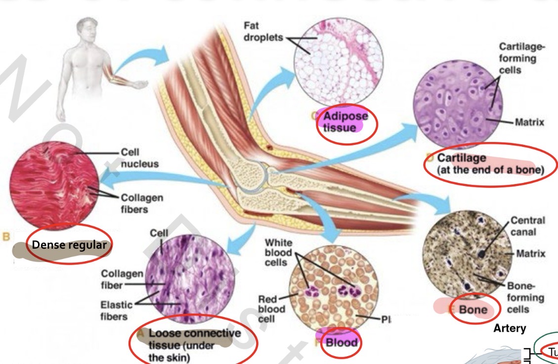 <p>A. Adipose</p><p>B. Blood</p>