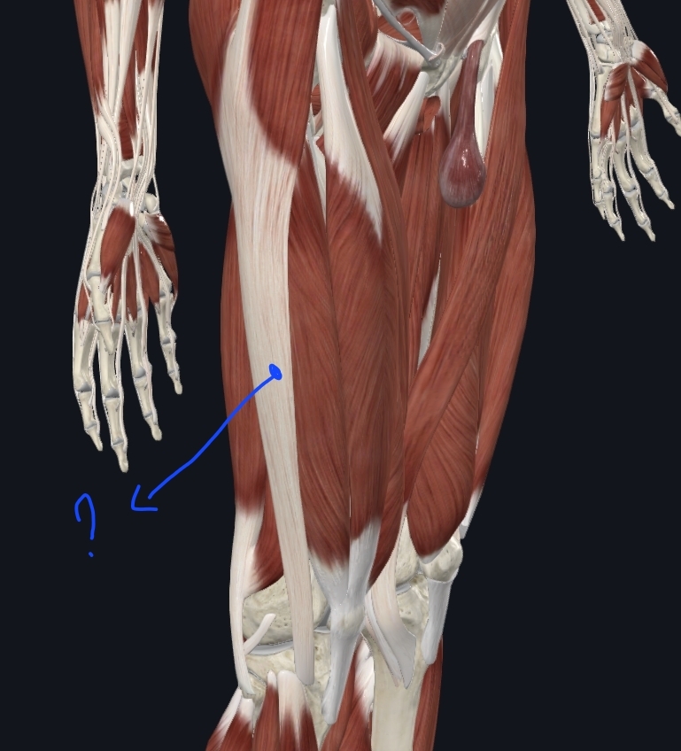 term image