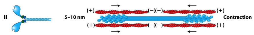 <p><strong>Myosin II</strong> = conventional myosin = first myosin discovered, most abundant type in muscle + non-muscle cells </p><ul><li><p>2 heavy chains + 4 light chains = 6 proteins total </p></li><li><p>Tails = long α helices that mediate further polymerization of Myosin II → bipolar thick filaments</p></li></ul><p></p>