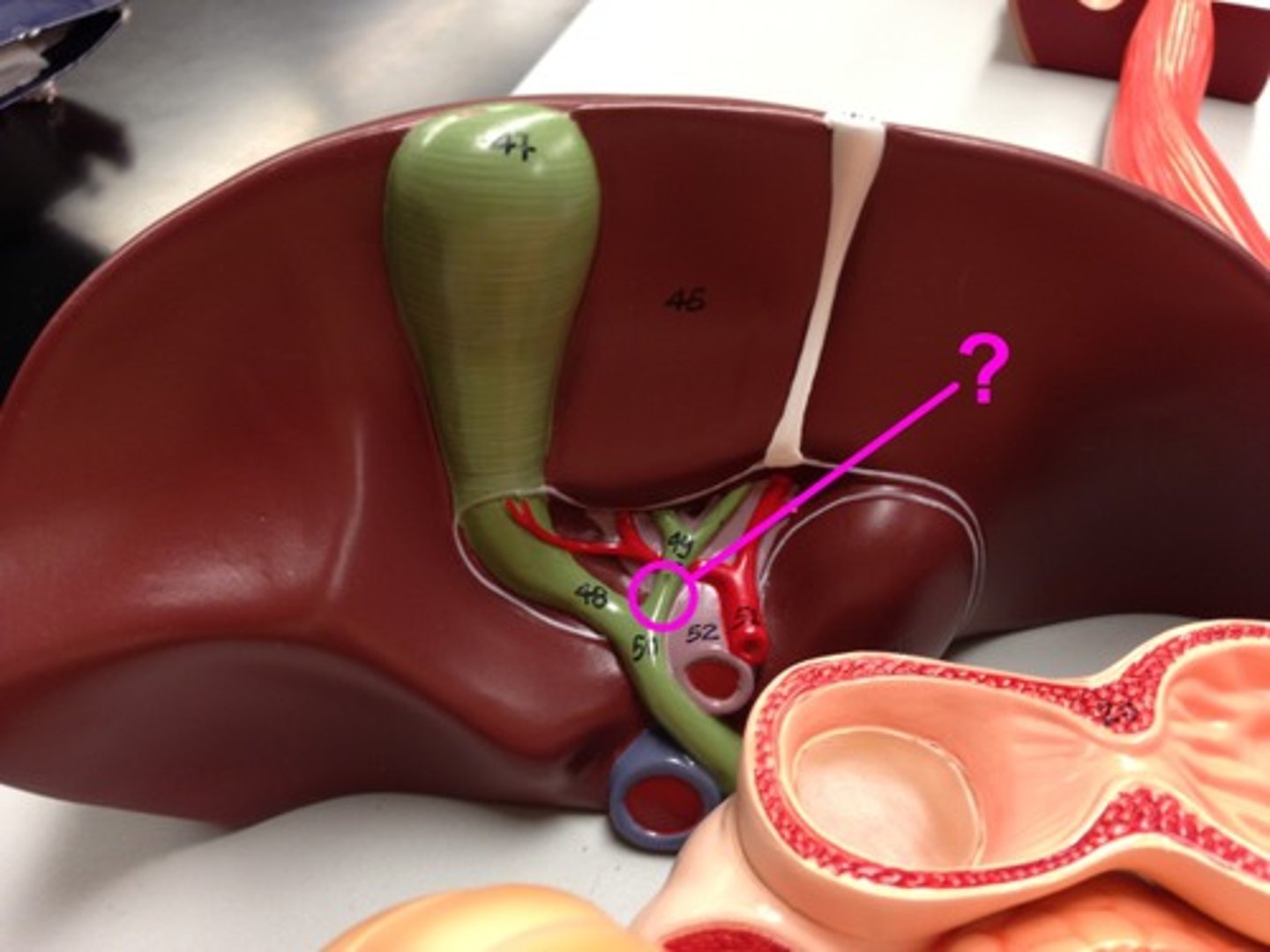 <p>connects the gallbladder to the liver</p>