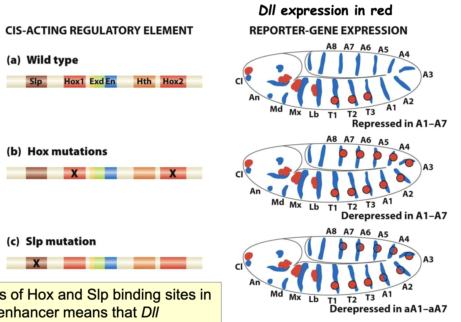 <ul><li><p>Cis-acting regulatory elements: binding sites for the different TFs that regulate <em>DII</em> expression</p></li><li><p>Hox mutations</p></li><li><p>Slp mutations</p><ul><li><p>loss of Hox and Slp binding sites in <em>DII</em> enhancer means that <em>DII</em> expresseion cannot be suppressed in segments A1-A7</p></li></ul></li></ul><p></p>