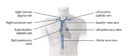 <p>Veins return blood from body tissues back to the heart; valves prevent backflow and skeletal muscles help push blood forward</p>