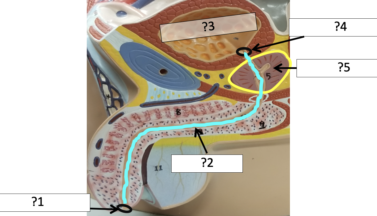 <p>2 Name the structure?</p>