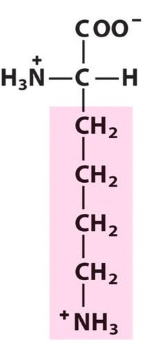 <p>Positively Charged</p>