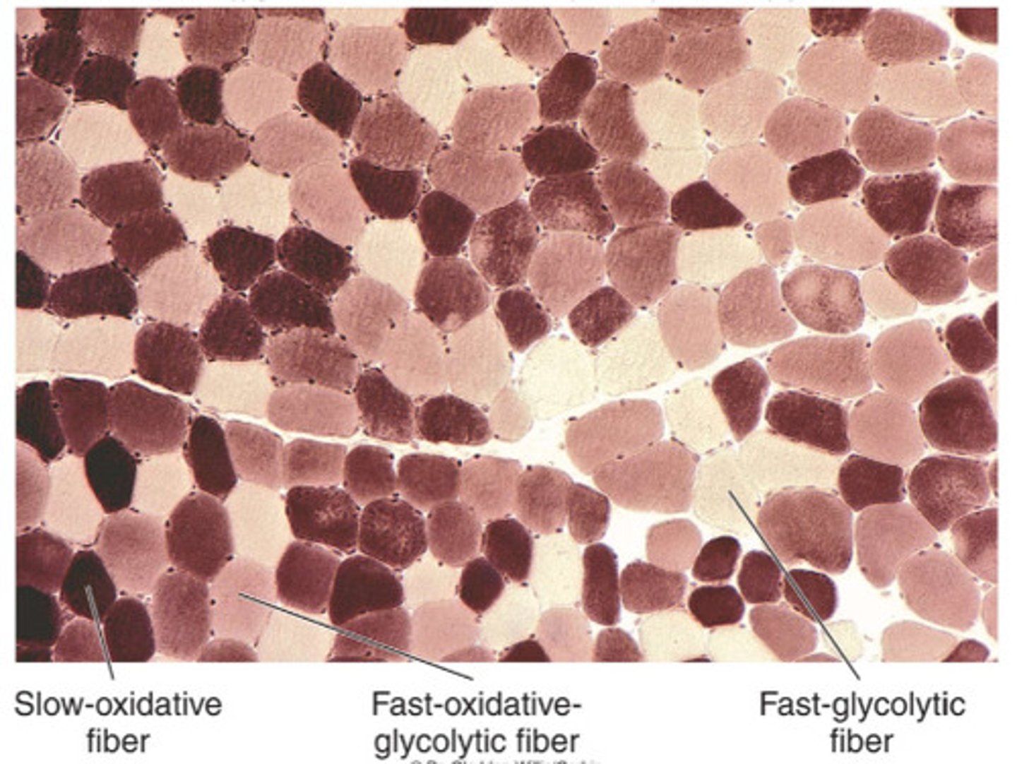 <p>muscle cell, one entire polygon-shaped cell</p>
