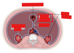 <p>Q: The inner layer of the peritoneum that surrounds the abdominal organs is the ……. </p><p>A. Parietal peritoneum </p><p>B. Visceral peritoneum </p><p>C. Myometrium </p><p>D. Endosteum</p>