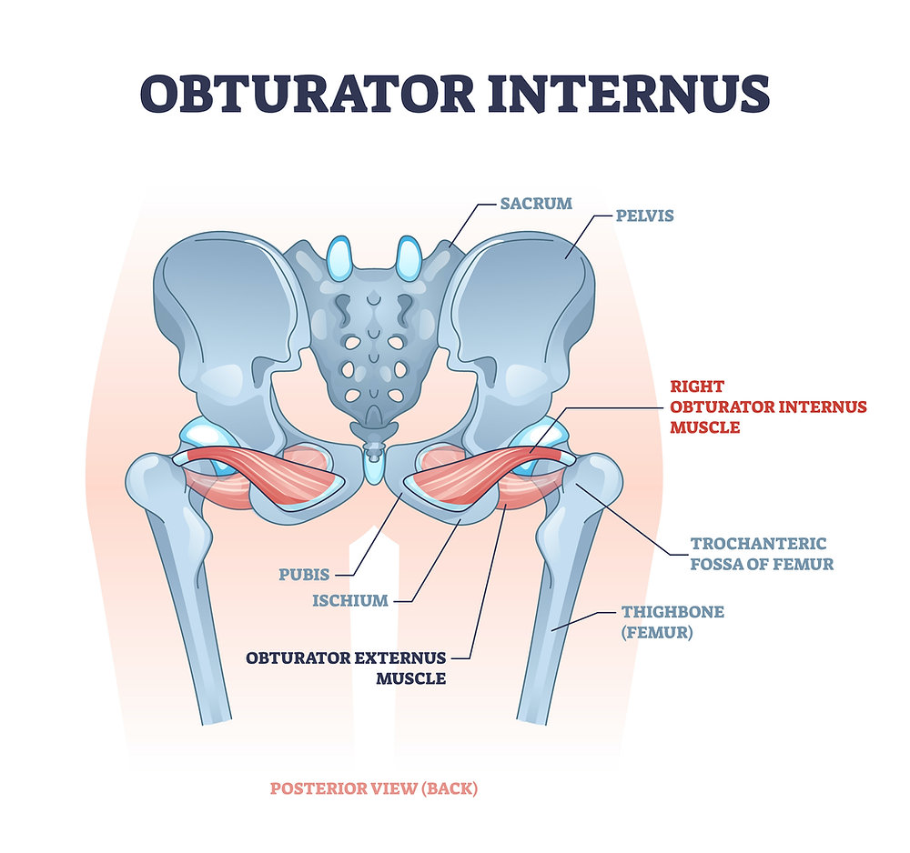 <p>obturator internus</p>