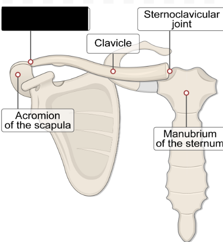 <p>What is this key articulation on the clavicle with the scapula?</p>
